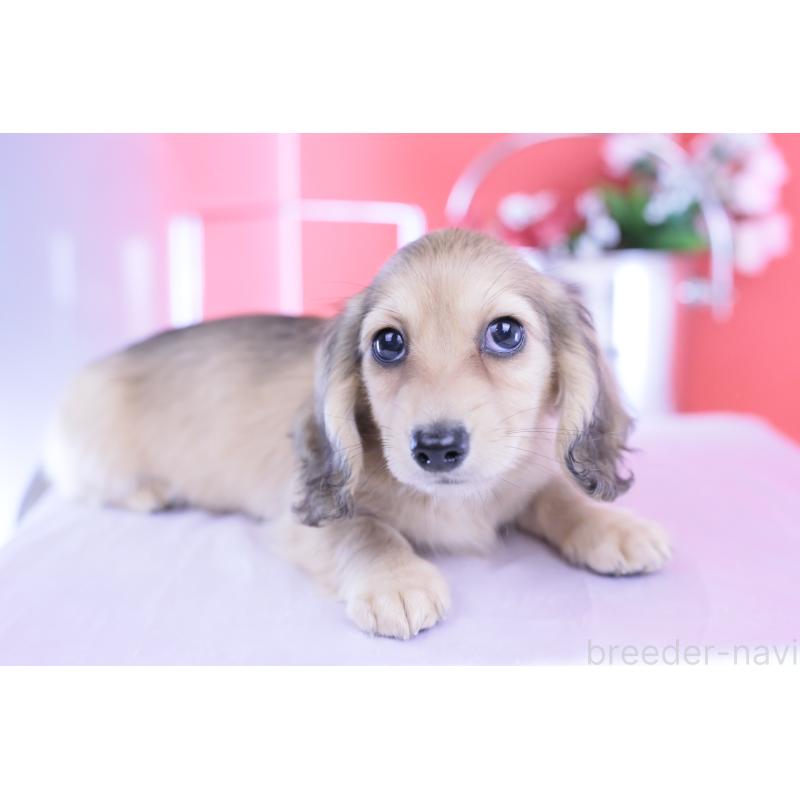 成約済の愛知県のカニンヘンダックスフンド(ロングヘアード)-418928の2枚目