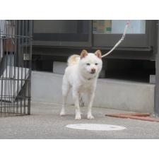 父親犬