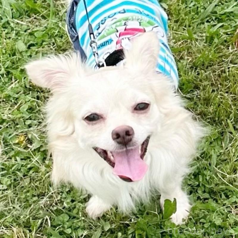 藤森光浩ブリーダーの詳細