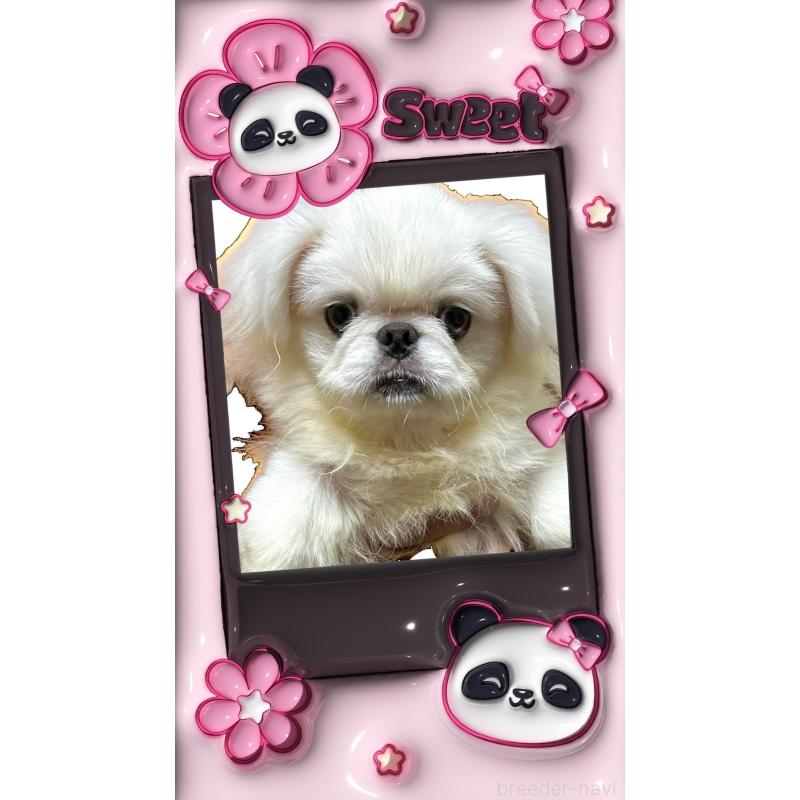 藤森光浩ブリーダーの詳細