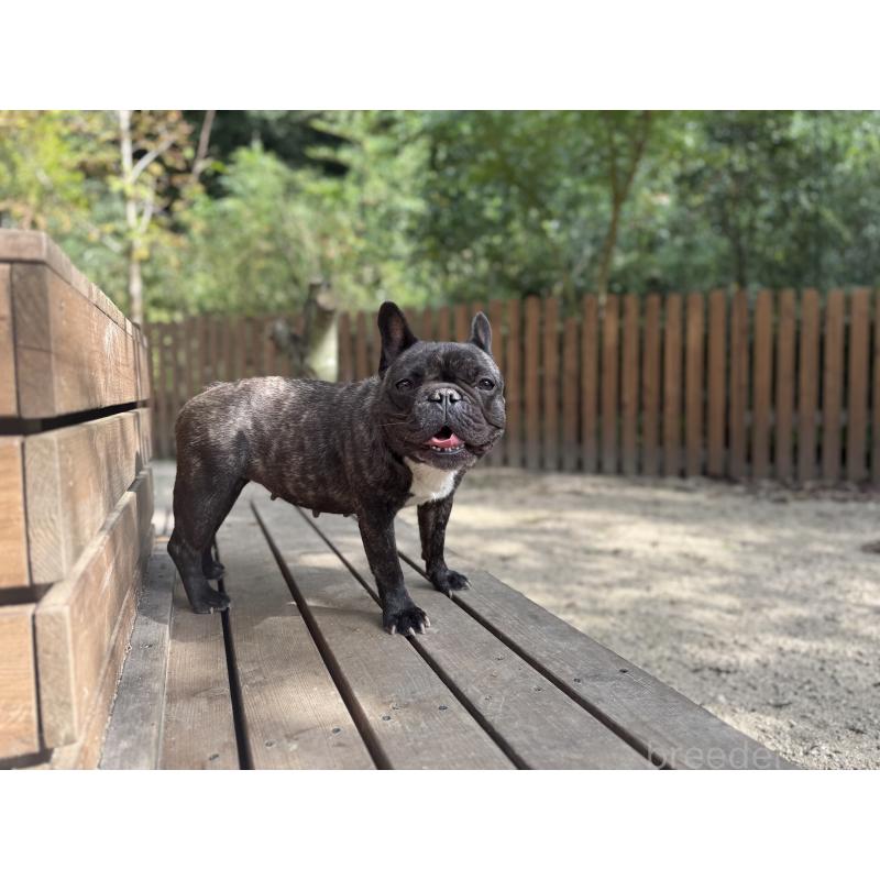 猪俣賢ブリーダーの詳細