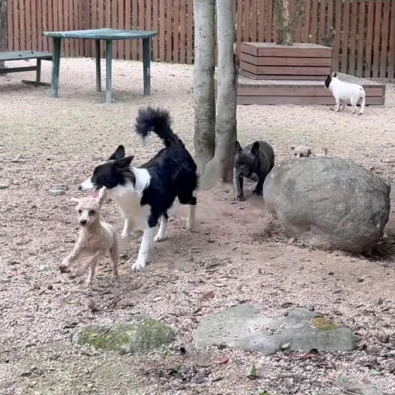 猪俣賢ブリーダーの詳細