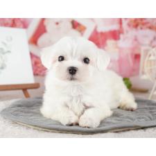 ♀︎マルチーズ