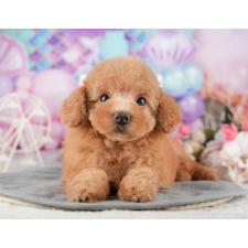 ♀︎トイプードル