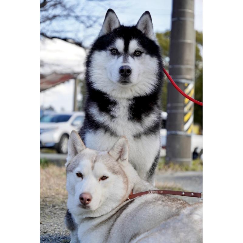 平子盛雄ブリーダーの詳細