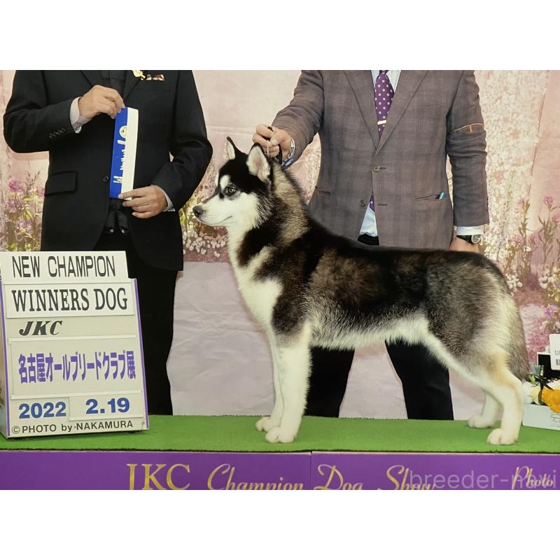 平子盛雄ブリーダーの詳細