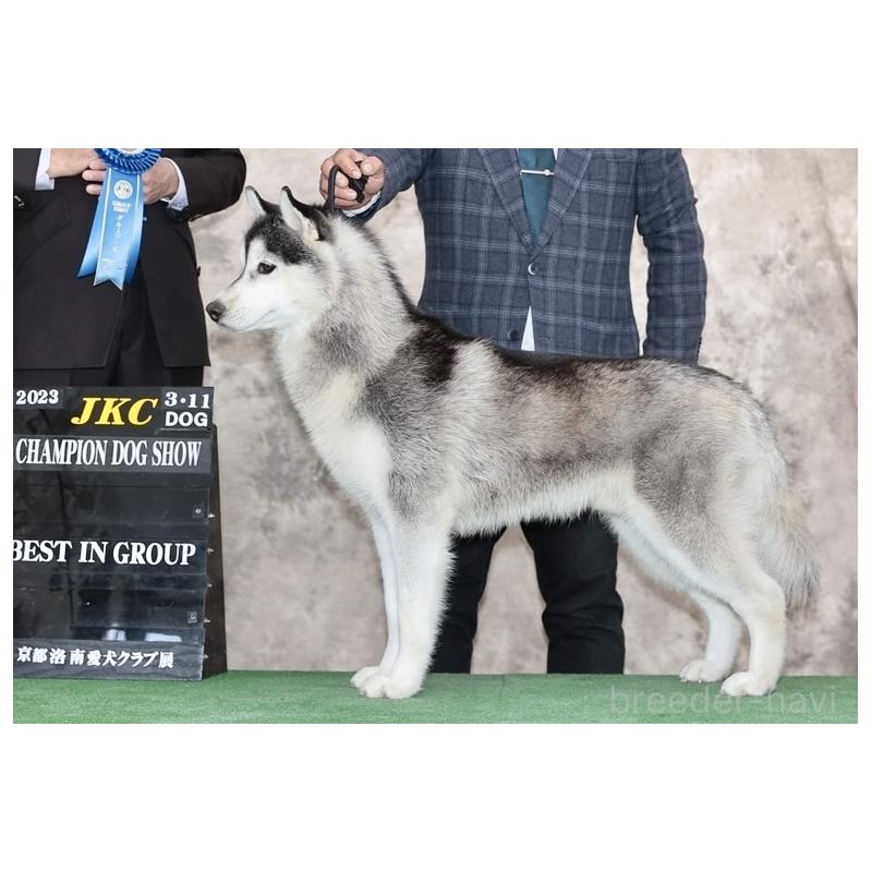 平子盛雄ブリーダーの詳細