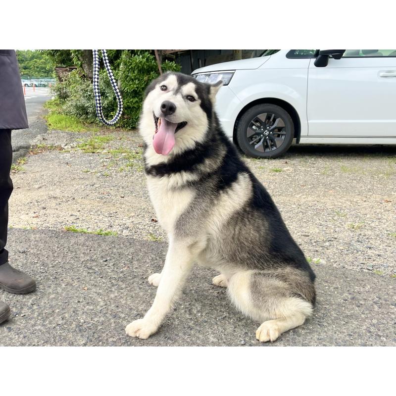 平子盛雄ブリーダーの詳細