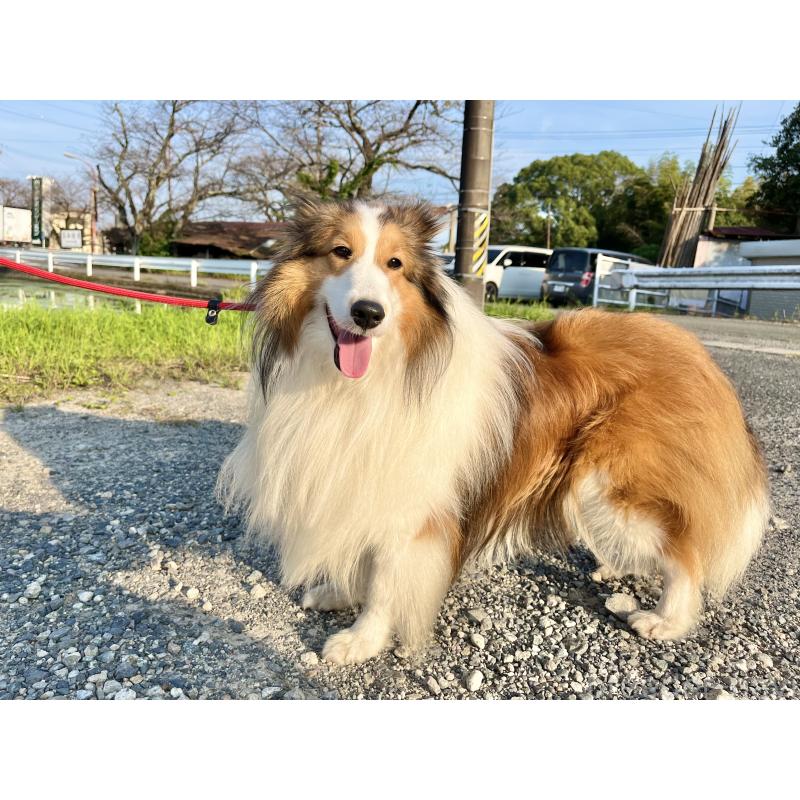 平子盛雄ブリーダーの詳細