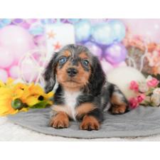 ♀︎ミニチュアダックスフンド(ロングヘアード)