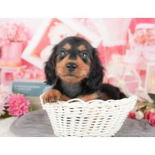 ♀︎ミニチュアダックスフンド(ロングヘアード)