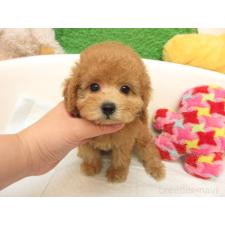 ♀︎トイプードル