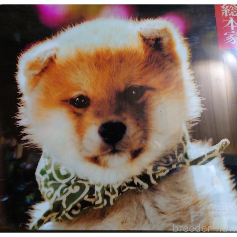 倉本麻紀ブリーダーの詳細の1枚目