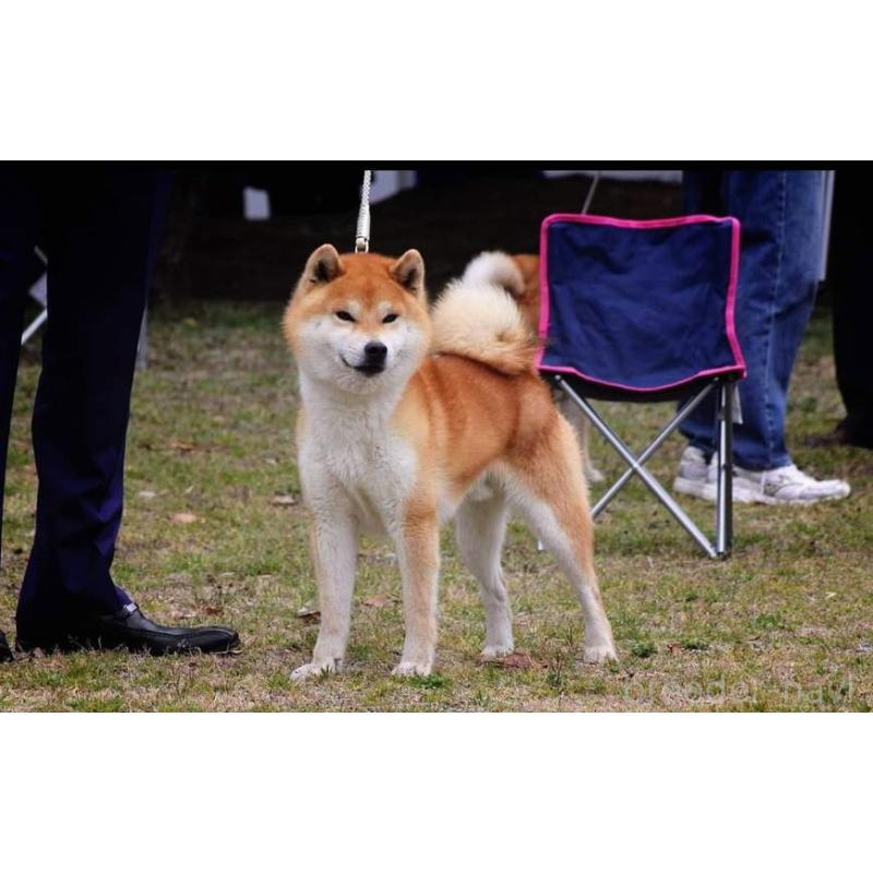 倉本麻紀ブリーダーの詳細