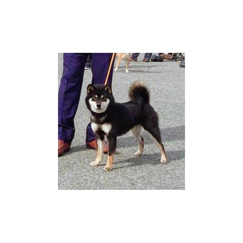 倉本麻紀ブリーダーの詳細