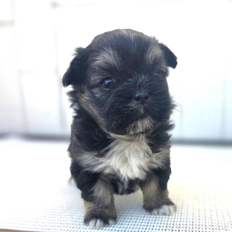 オーダー受付　ポメ、チワワ、シーズー柴犬　シュナ、他　ご予約ページ　5/27 神奈川県のチワズー:チワワ×シーズー｜男の子・2023/11/21生まれ