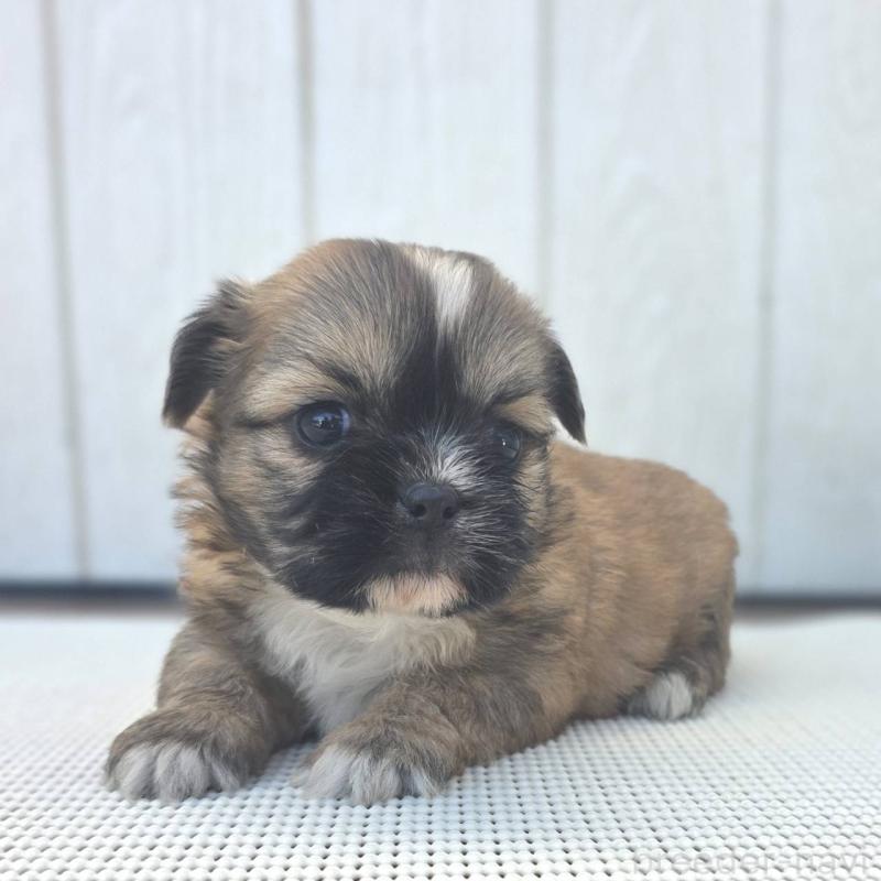 J】⭐️りんご⭐️様レアパネル生地（トイプ・シーズ） ぬ】⭐️りんご