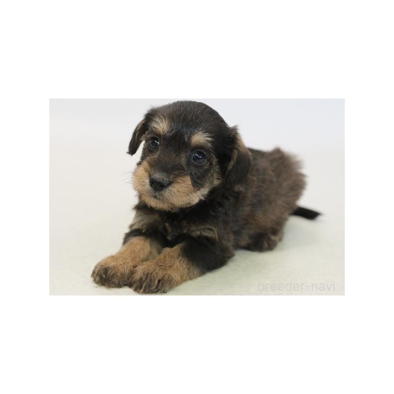 オーダー受付　Xmas　ヨーキー　ご予約ページ　10/28 オーダー受付 Xmas ヨーキー ご予約ページ 10/28 - メルカリ