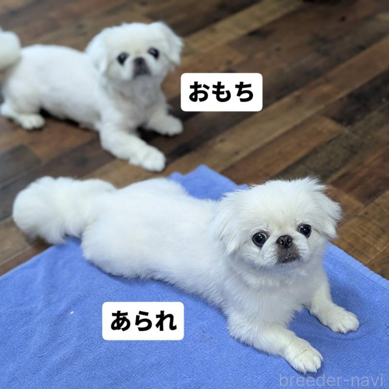 宇都宮敬子ブリーダーの詳細