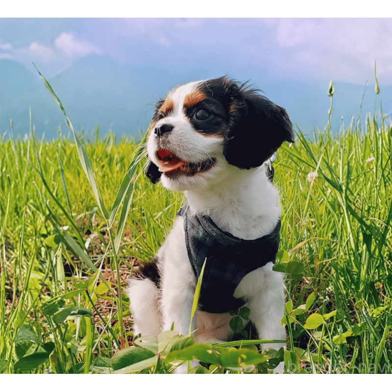 江口淳也ブリーダーの詳細の1枚目