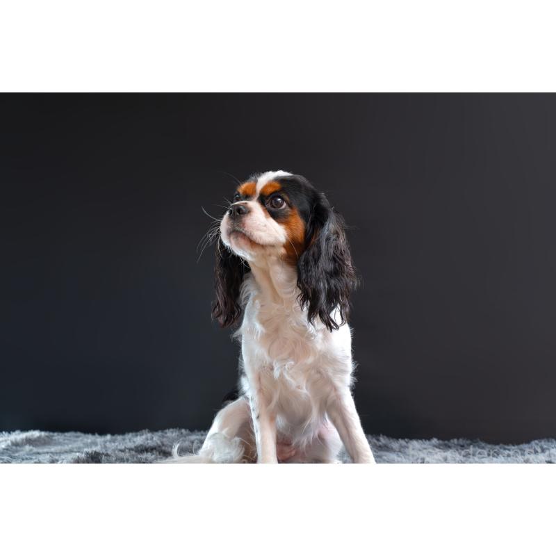 江口淳也ブリーダーの詳細