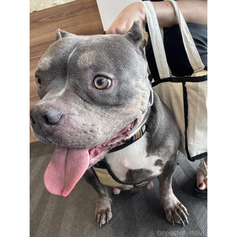 田中竜ブリーダーの詳細