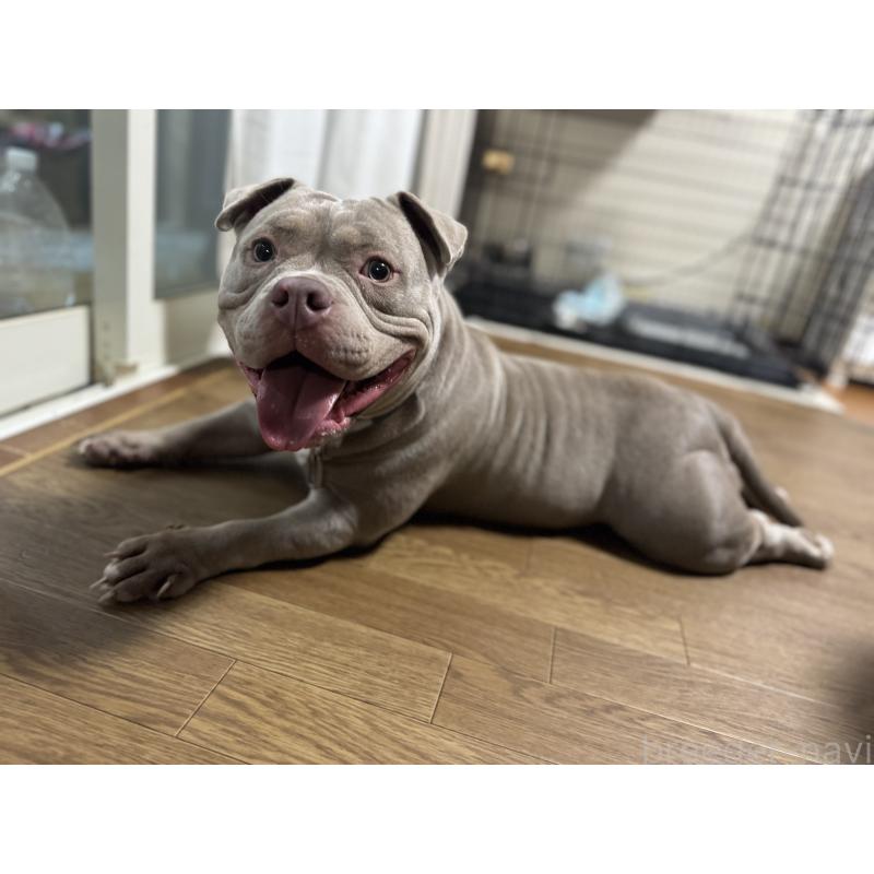 田中竜ブリーダーの詳細