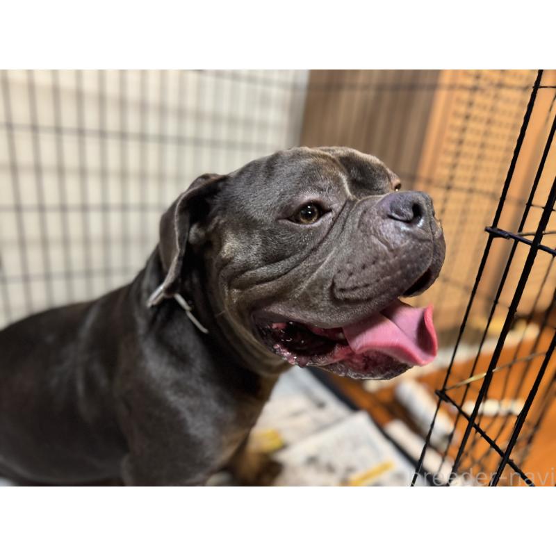 田中竜ブリーダーの詳細