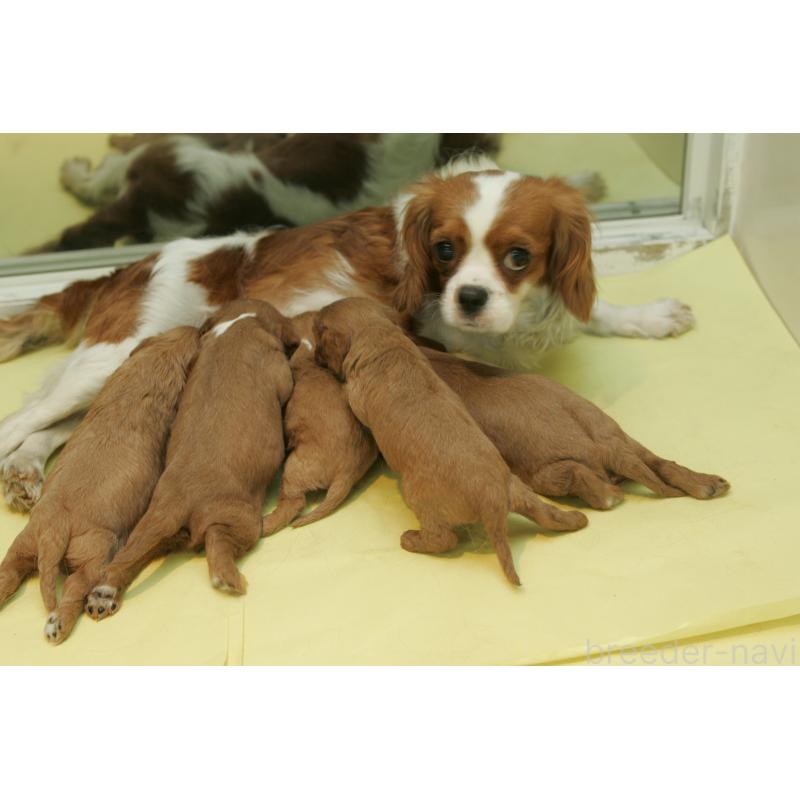 星野貴ブリーダーの詳細