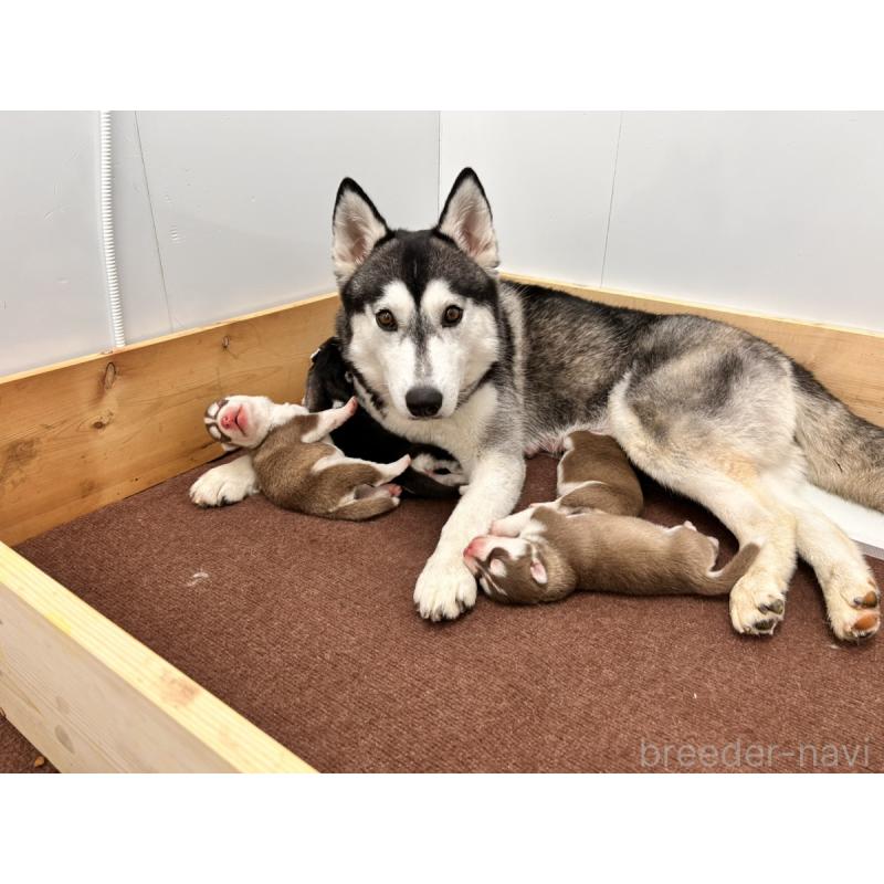 星野貴ブリーダーの詳細