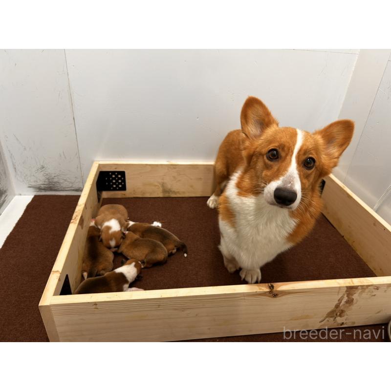 星野貴ブリーダーの詳細