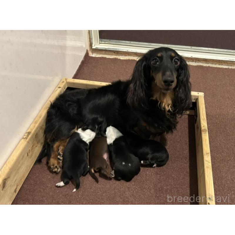 星野貴ブリーダーの詳細