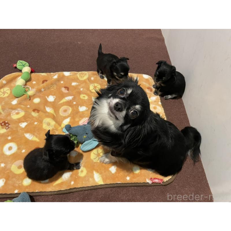 星野貴ブリーダーの詳細