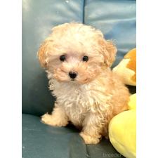 ♀︎タイニープードル