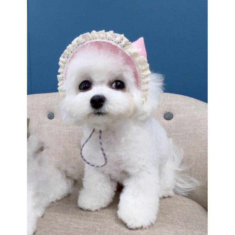 岸田英愛ブリーダーの詳細