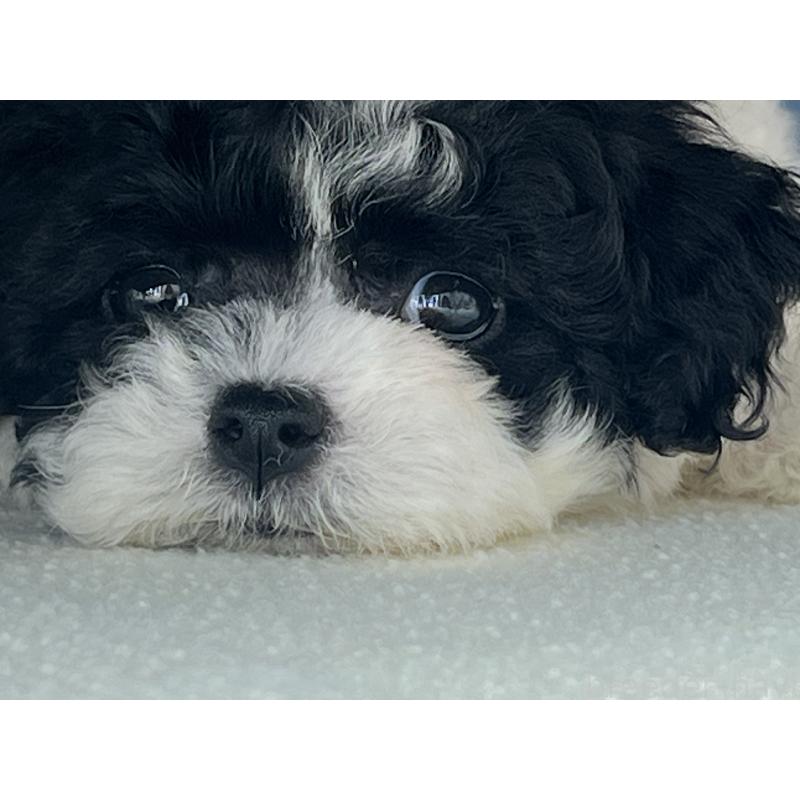 岸田英愛ブリーダーの詳細