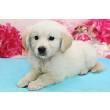 ♀︎ゴールデンレトリーバー