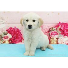 ♀︎ゴールデンレトリーバー