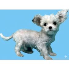 ♀︎チワマル:チワワ×マルチーズ