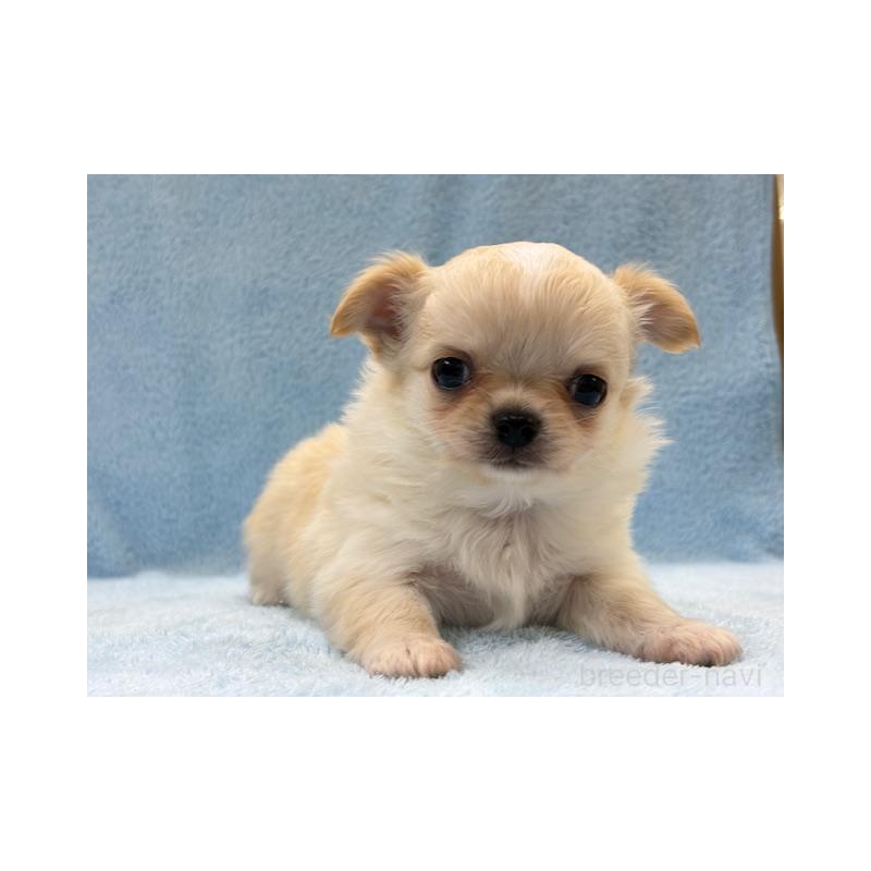 オーダー受付　チワワとインコ　限定レアパネル　4/9 茨城県のチワワ(ロングコート)｜男の子・2025/02/10生まれ