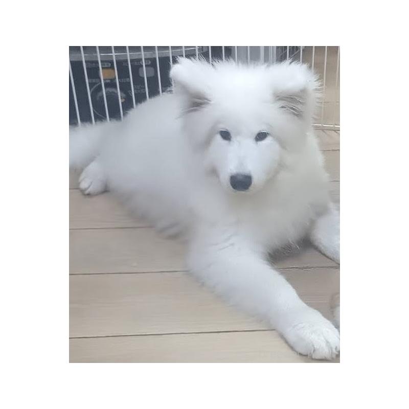 越村美沙ブリーダーの詳細