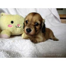 ♀︎ミニチュアダックスフンド(ロングヘアード)