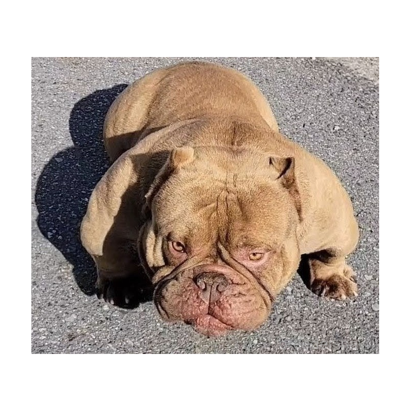 繁田隆宏ブリーダーの詳細の1枚目