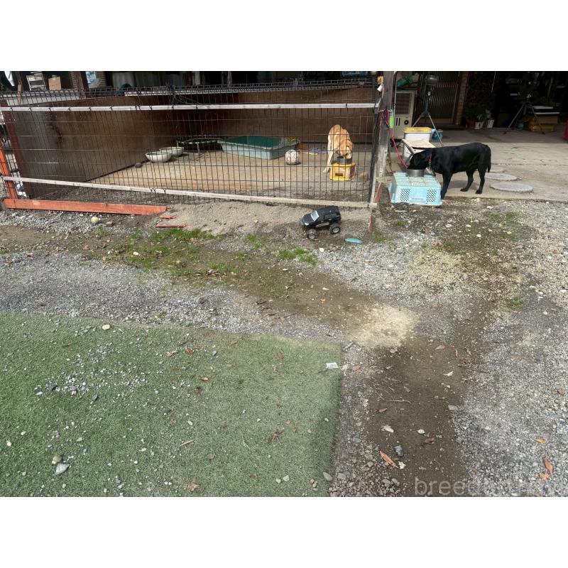 関紀江ブリーダーの詳細