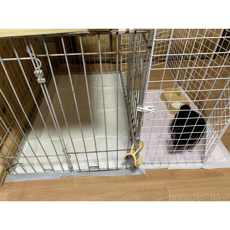 関紀江ブリーダーの詳細