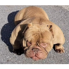 繁田隆宏ブリーダー