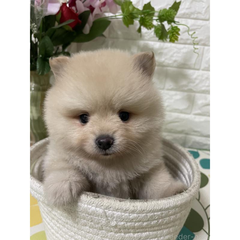 林華ブリーダーの詳細の1枚目