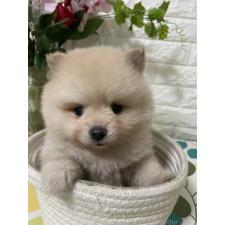 林華ブリーダー