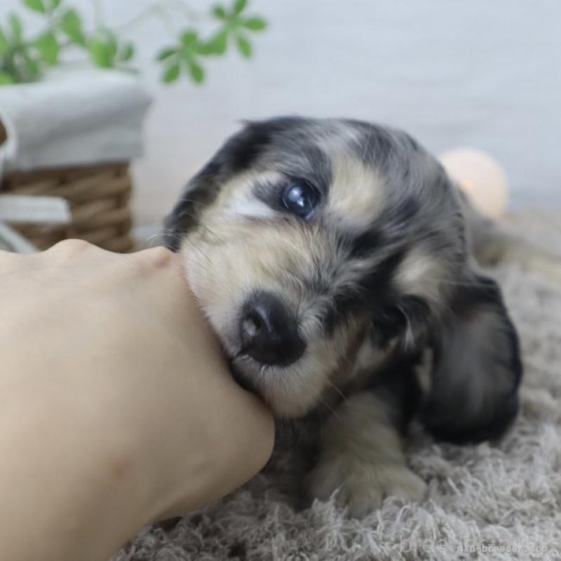 北嶋寿成ブリーダーの詳細の1枚目