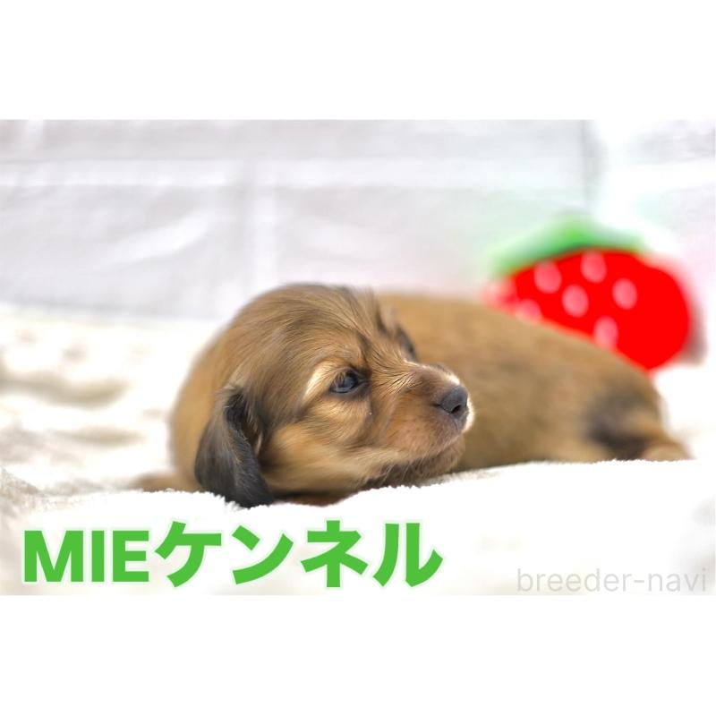 樋口伸次ブリーダーの詳細